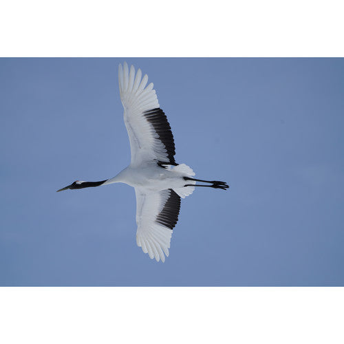 عدسة سوني FE 100-400mm f/4.5-5.6 GM OSS عدسة سوني FE 100-400mm f/4.5-5.6 GM OSS